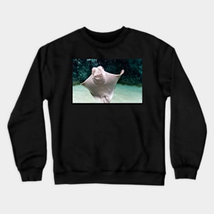 Cownose ray underwater Crewneck Sweatshirt